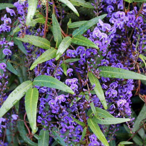 Hardenbergia 'Happy Wanderer' 8in  200mm