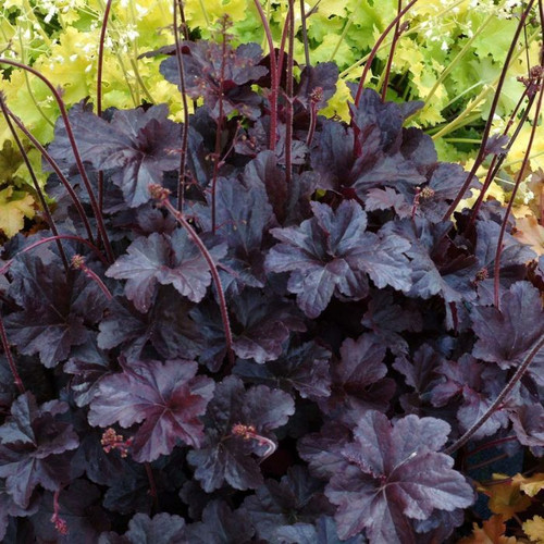 Heuchera 'Obsidian' 140mm
