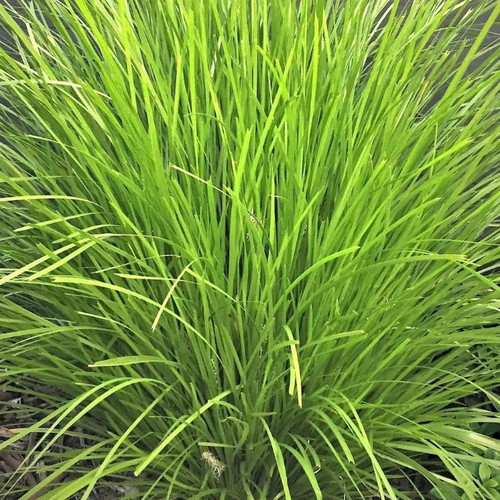 Lomandra  'Lime Tuff 140mm