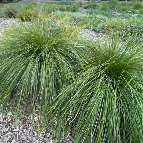 Lomandra  'Tanika' 140mm