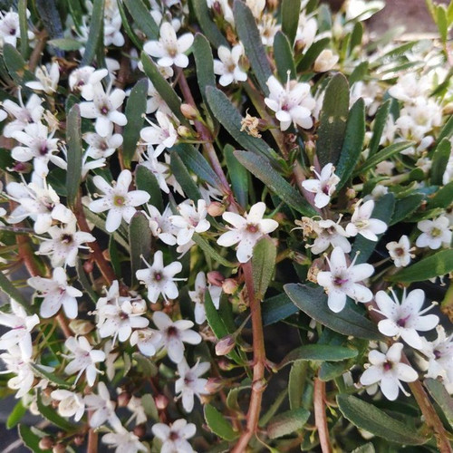Myoporum parvifolium 'Purpureum' 140mm