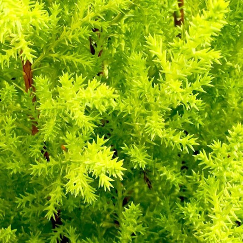 Cupressus Lemon Scent 140mm