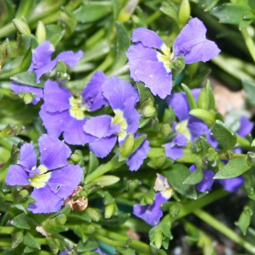 Dampiera diversifolia 140mm