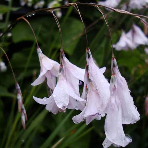 Dierama pulcherrimum var. album 180mm