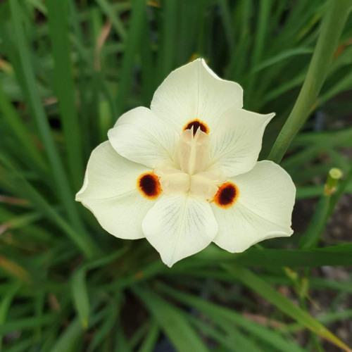 Dietes bicolor 140mm