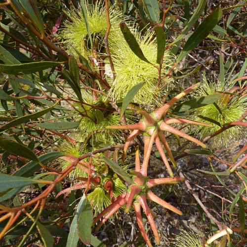 Eucalyptus lehmannii 140mm