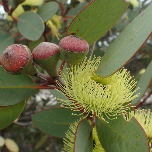Eucalyptus preissiana 140mm