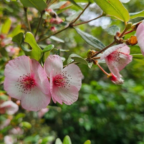 Eucryphia lucida 8in  200mm