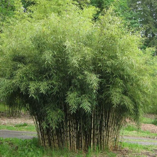 Fargesia nitida 'Fortune' 10in 250mm