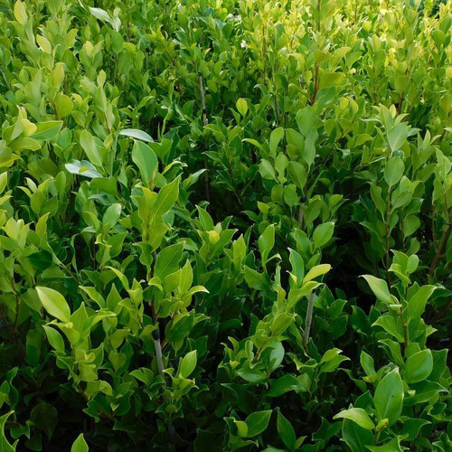 Ficus Hilli Flash 140mm