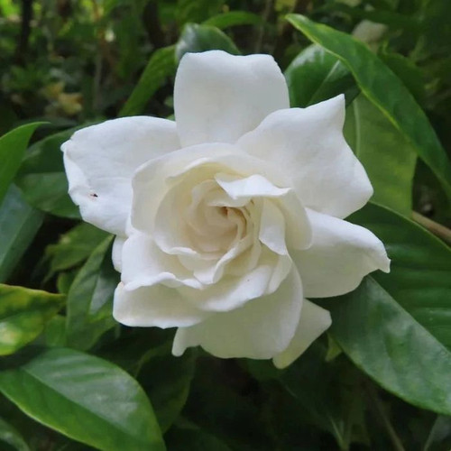 Gardenia augusta 'Florida' 140mm