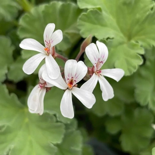 Geranium 'Nutmeg' 4in  100mm