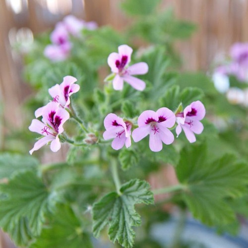 Geranium 'Rose' 4in  100mm