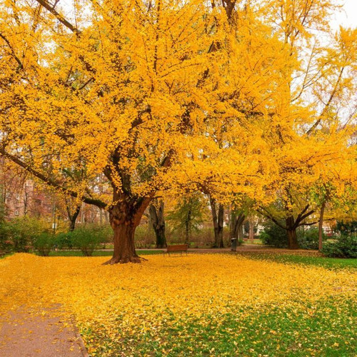 Ginkgo biloba 140mm