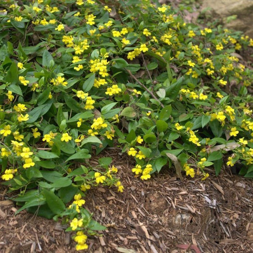 Goodenia ovata 3in  75mm