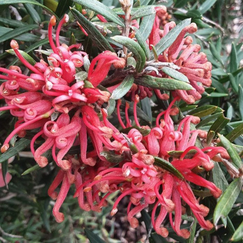 Grevillea 'Big Red' 140mm
