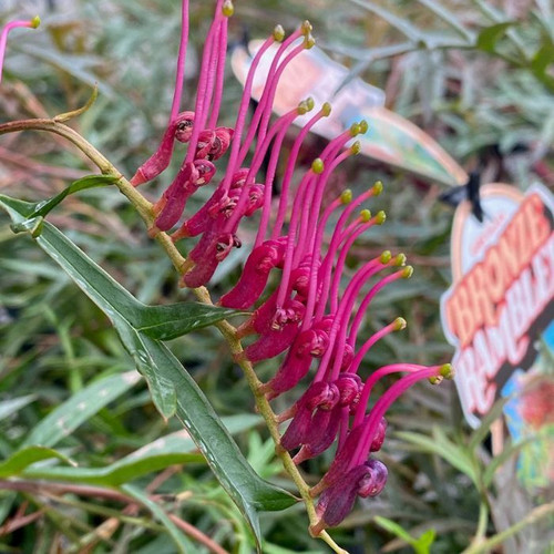 Grevillea 'Bronze Rambler' Grafted 12in 300mm