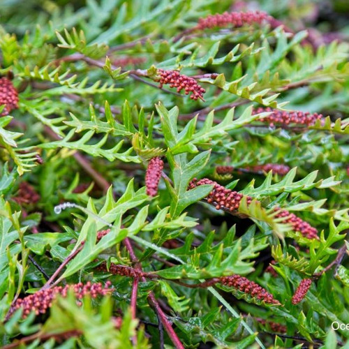 Grevillea 'Fanfare' Grafted 12in 300mm