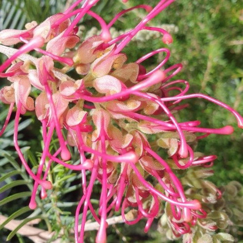 Grevillea 'Lana Maree' 140mm