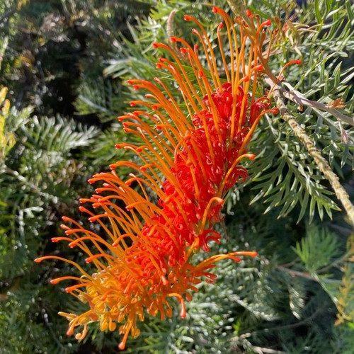 Grevillea 'Orange Wow' 140mm