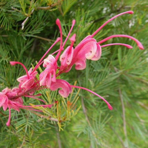 Grevillea plurijuga Std 12in 300mm