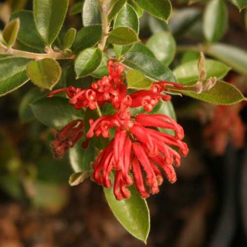 Grevillea rhyolitica 'Ruby Jewel' 8in  200mm