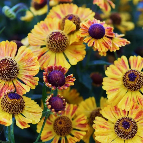 Helenium 'Southern Sunset' 140mm