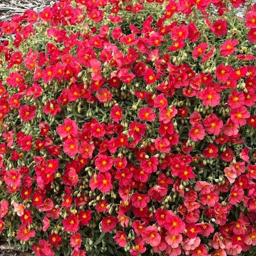 Helianthemum Beech Park Red 140mm