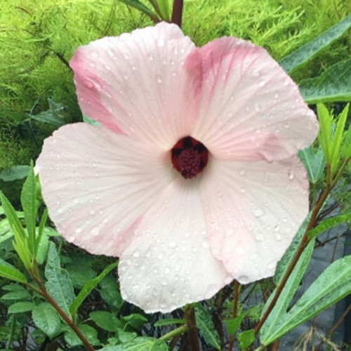 Hibiscus hybrid 'Aussie Delight' 140mm