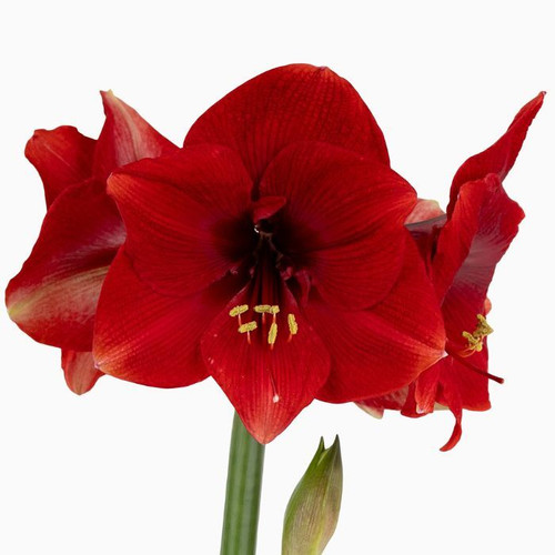 Hippeastrum amaryllis 'Miracle' 140mm