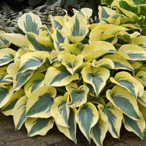 Hosta 'Autumn Frost' 4in  100mm