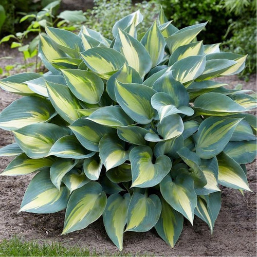 Hosta 'Catherine' 4in  100mm