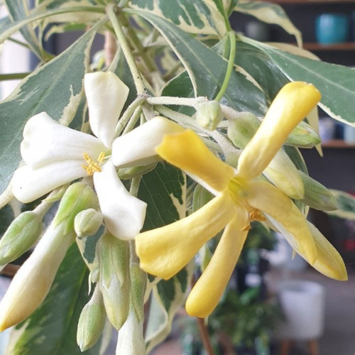 Hymenosporum Flavum Var. 'Gold Halo' 180mm