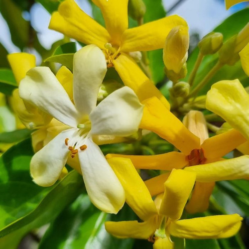 Hymenosporum flavum 180mm