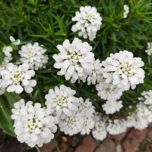 Iberis sempervirens 140mm
