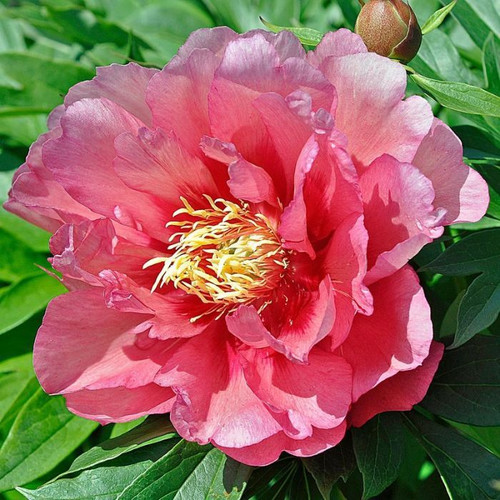 Itoh Peony 'Hillary' 10in 250mm
