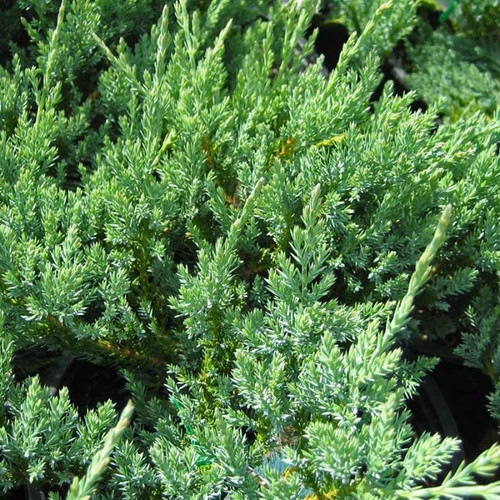 Juniperus horizontalis 'Glauca' 140mm