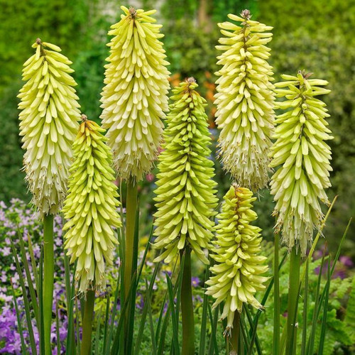 Kniphofia 'Ice Queen' 180mm