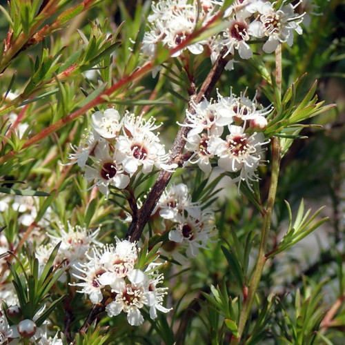 Kunzea ericoides 140mm