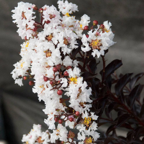 Lagerstroemia 'Moonlight Magic' 140mm