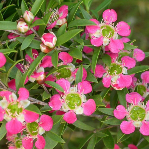 Leptospermum 'Aphrodite' 140mm Leptospermum 'Aphrodite' 140mm