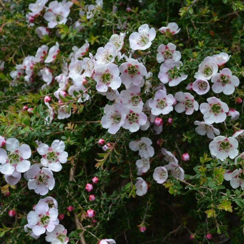 Leptospermum 'Cherish' 140mm Leptospermum 'Cherish' 140mm
