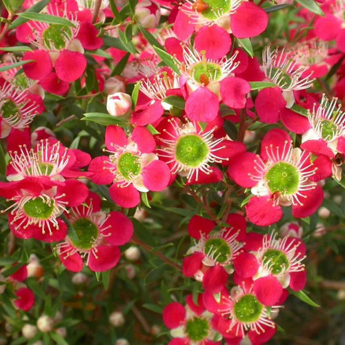 Leptospermum 'Outrageous' 140mm Leptospermum 'Outrageous' 140mm
