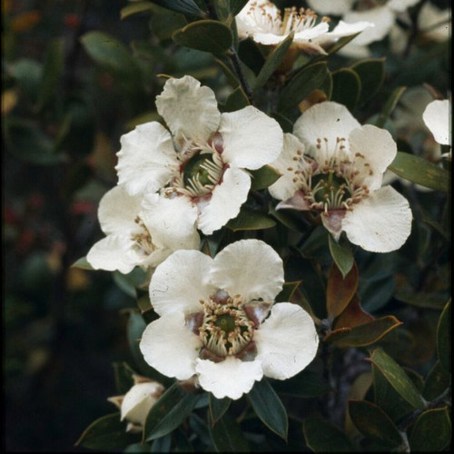 Leptospermum turbinatum 140mm Leptospermum turbinatum 140mm