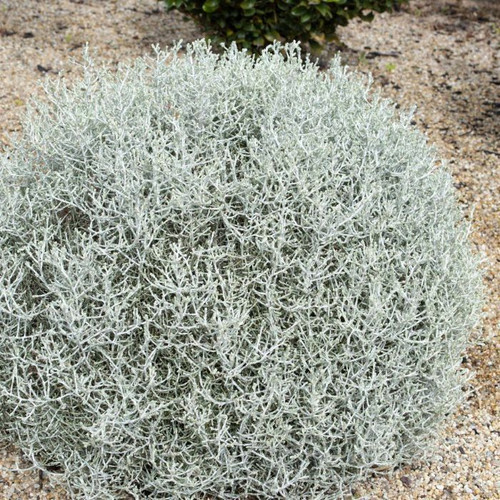 Leucophyta 'Silver Nugget' 140mm