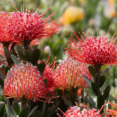Leucospermum 'Red Phantom' 140mm