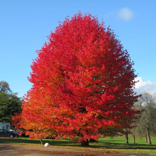 Liquidamber styraciflua 8in  200mm