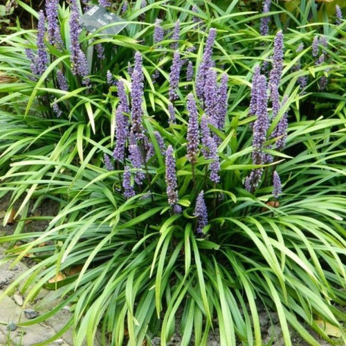 Liriope muscari 'Evergreen Giant' 140mm