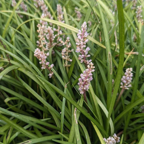 Liriope muscari 'Samantha Pink' 140mm