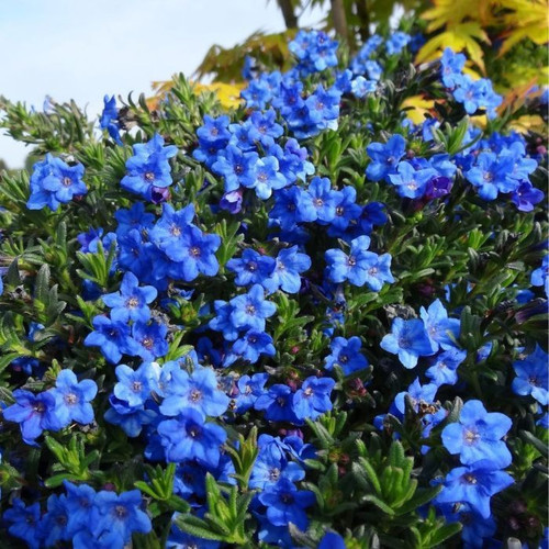 Lithodora 'Heavenly Blue' 140mm